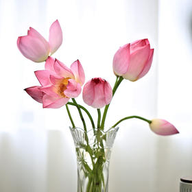 【好运“莲莲”】郧阳区安阳镇 新鲜荷花  2枝  