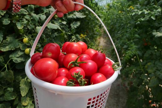 【微度假农场】采摘、田野小火车、萌宠互动、农夫拖拉机、森林儿童乐园，轻松遛娃一整天！ 商品图3