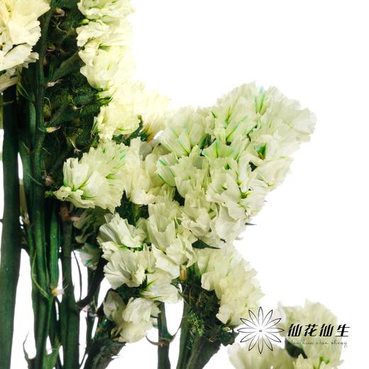 永生花材 | 勿忘我黄色 商品图0