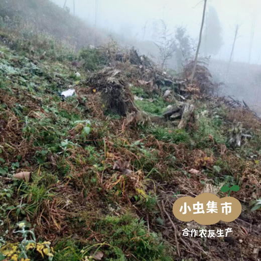 生态藏当归 250g/袋 | 合作农友生产，来自四川兴宝，生产者：闵国康 ＆【公平贸易农人定价】 商品图12