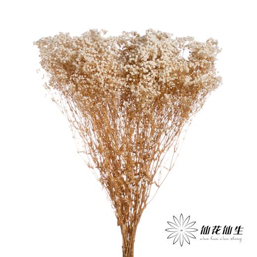 干花 | 满天星白 商品图1