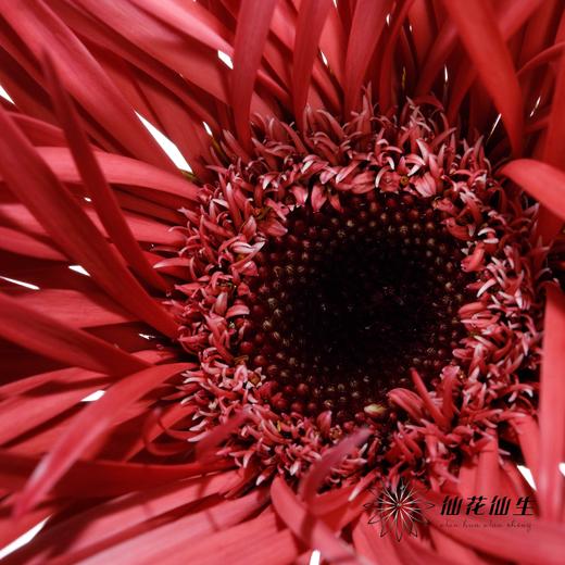 非洲菊 | 染色蜜桃粉【染色可能不均匀 介意慎拍】 商品图1