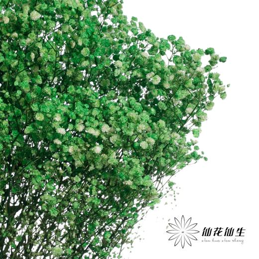 干花 | 满天星绿 商品图3