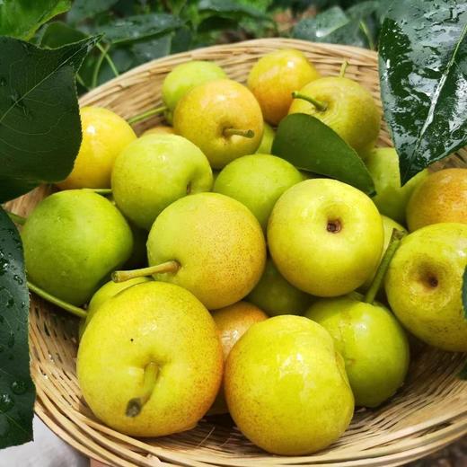 新鲜水果 甜润多汁 蜂糖梨小蜜梨  500g 商品图0