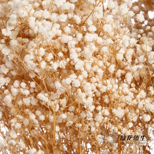 干花 | 满天星白 商品图2