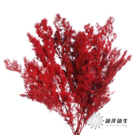 永生花材｜蓬莱松酒红 商品图0