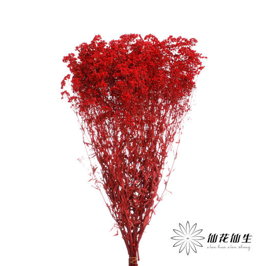 干花 | 满天星红 商品图1