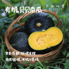 有机贝贝南瓜（基地直发-中通包邮）| 4.8斤装±50g，来自河南南召，生产者：李鹏【合作生产，公平贸易】 商品缩略图0