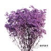 干花 | 满天星浅紫 商品缩略图2