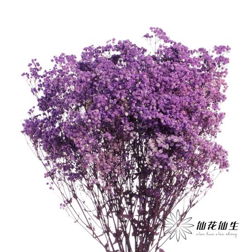 干花 | 满天星浅紫 商品图2
