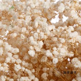 干花 | 满天星白