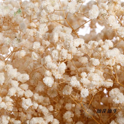 干花 | 满天星白 商品图0