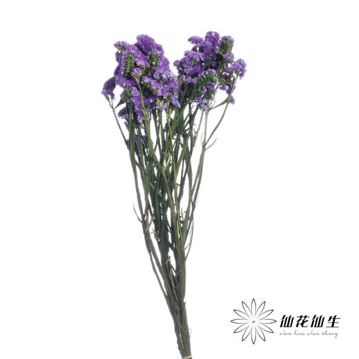 永生花材 | 勿忘我深紫 商品图1