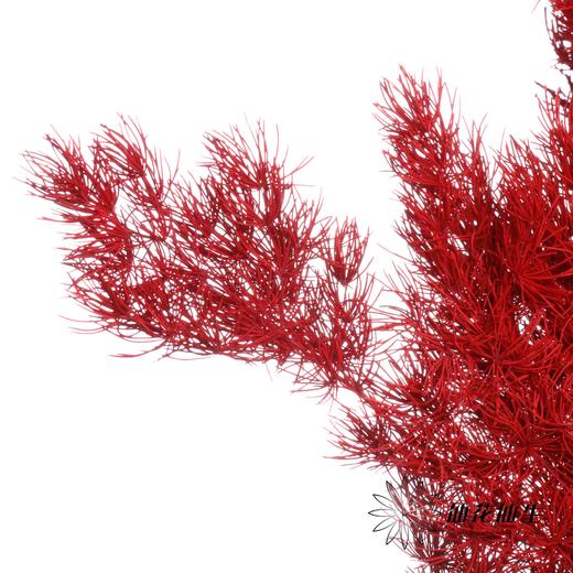 永生花材｜蓬莱松酒红 商品图1