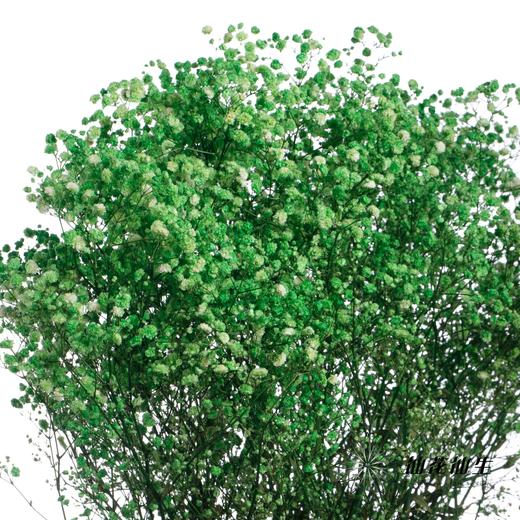 干花 | 满天星绿 商品图2