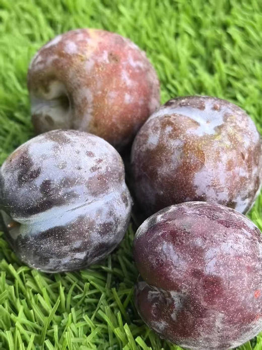 ✈️包邮到家，四川峨眉山凤凰李，脆，甜，香
咱们果霜满满，新鲜度直逼刚下树！高山果，纯有机，日晒足，糖分高，3斤/份 商品图0