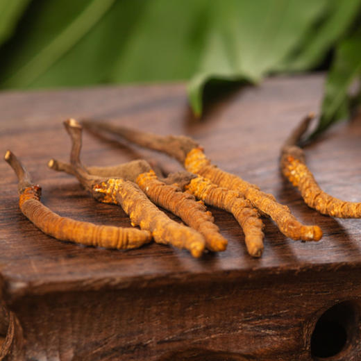 【冬虫夏草干货】新采新干 品质甄选 虫体饱满完整 干度好 纹理清晰可见 食用方法多样 10g/盒 商品图5