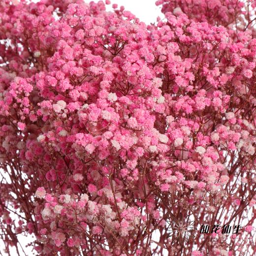 干花 | 满天星深粉 商品图2