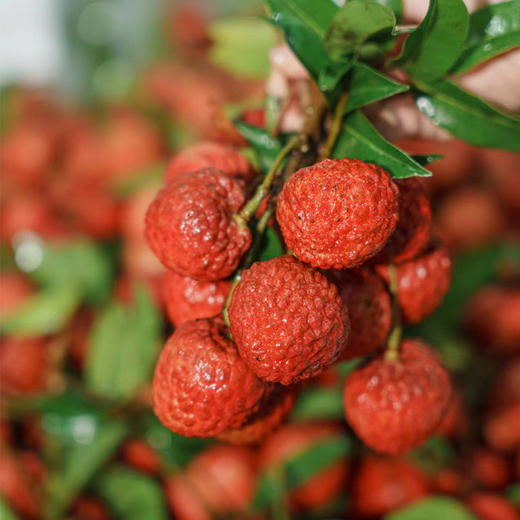 广东增城仙进奉荔枝 优选礼盒装   果大肉厚 蜜香清甜 顺丰发货 商品图1