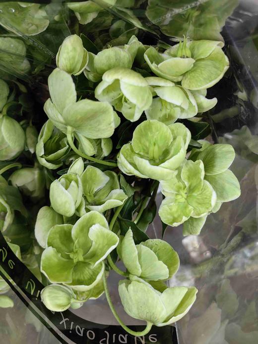 绿色兔葵5支 商品图2