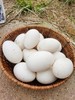 双黄大鹅蛋（6枚装） 商品缩略图4