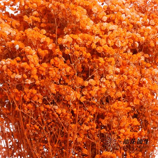 干花 | 满天星橙 商品图2