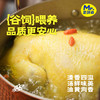 无抗黄油老母鸡 | 买二送一  99.9到手3只 ! 煲汤专用 养足400天 油黄汤也鲜 鲜鸡现杀肉质紧实 商品缩略图8