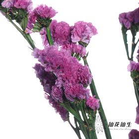 永生花材 | 勿忘我玫红