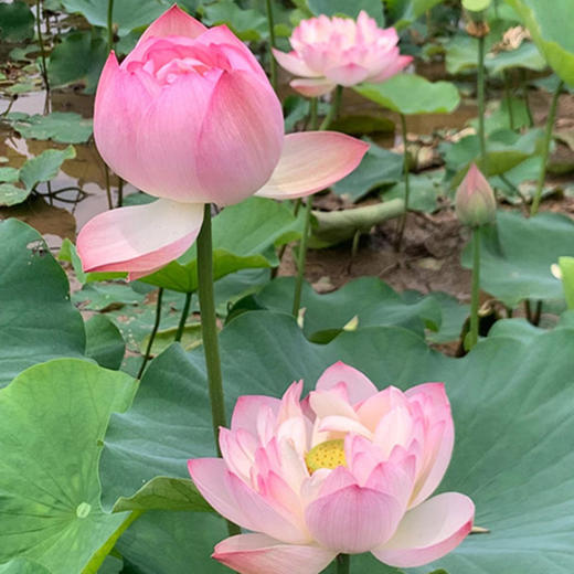 【好运“莲莲”】郧阳区安阳镇 新鲜荷花  2枝   商品图2