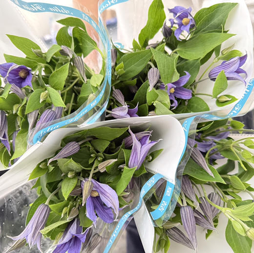 诺亚铁线莲.浅蓝 商品图0