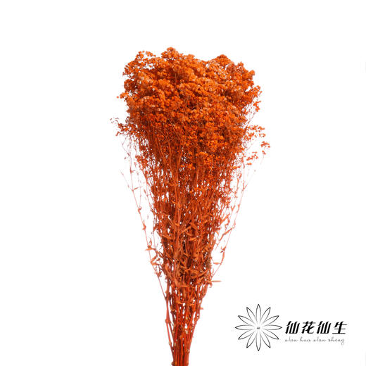 干花 | 满天星橙 商品图1