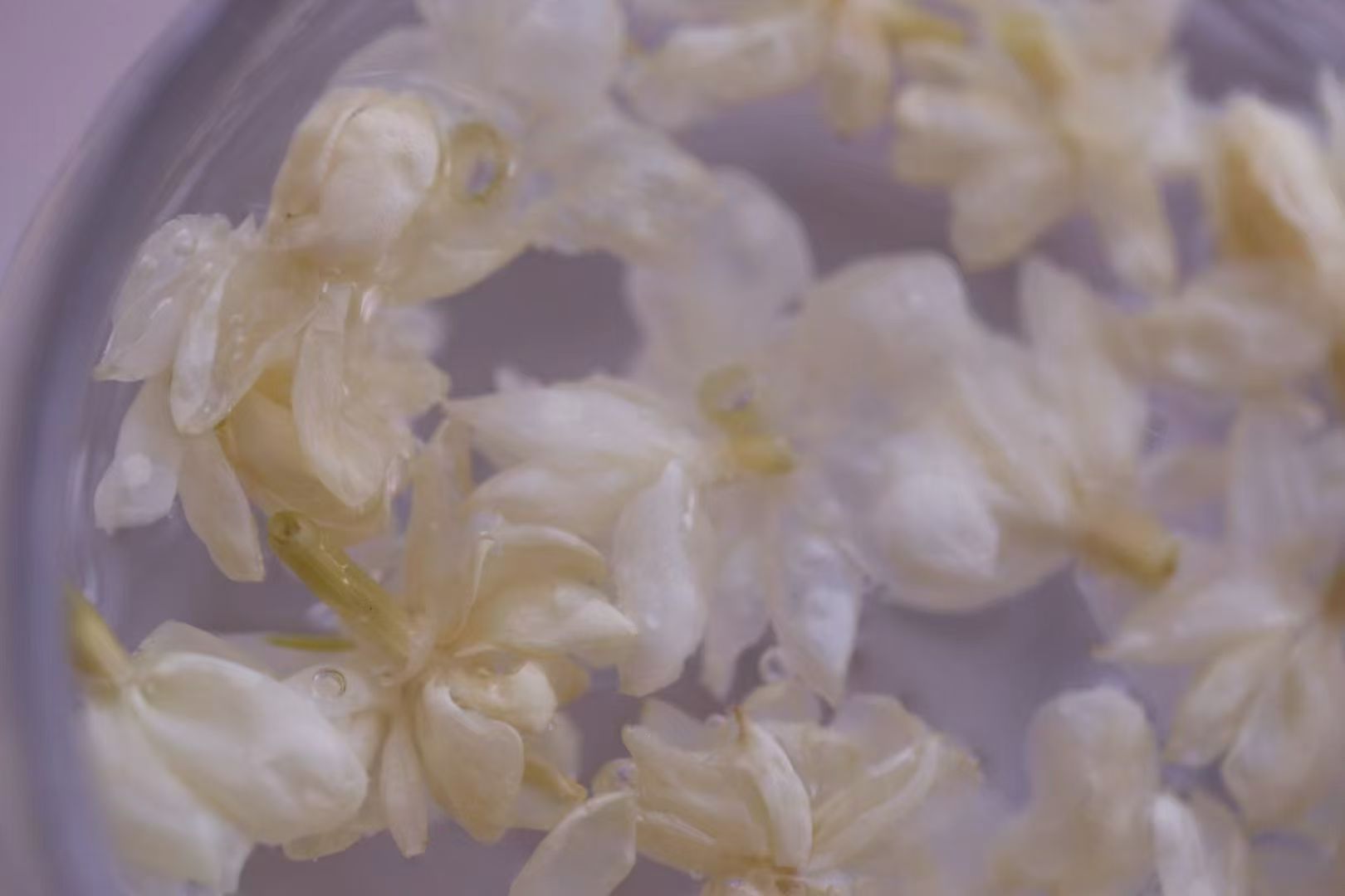 猫太推荐—好一朵美丽的茉莉花  非遗好茶 谢大高茉莉雪球 花香自然 无公害核心产区