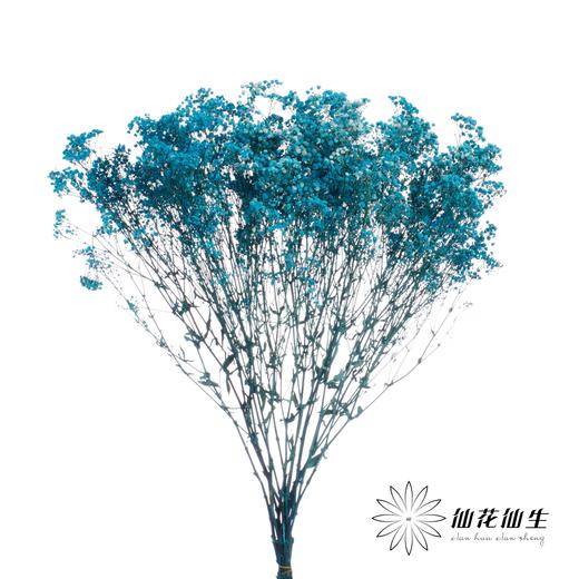 干花 | 满天星天蓝 商品图1