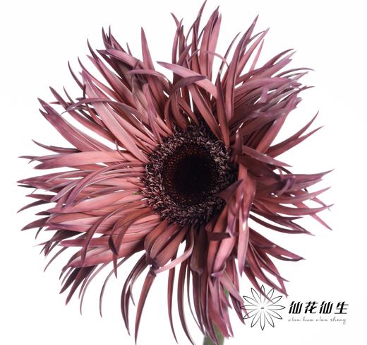 非洲菊 | 染色乌梅子【染色可能不均匀 介意慎拍】 商品图2