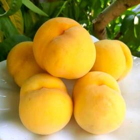 #基地直发#【严选】山东沂蒙黄金水蜜桃 精选品质甜糯黄毛桃 鲜甜水蜜桃新鲜水果