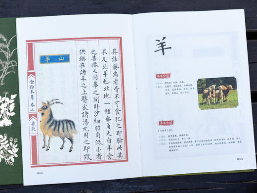 《食物本草-来自明代皇室的饮膳图谱》492种食药，492幅丹青彩绘，5万余字台阁体书法，来自明朝皇室的养生秘籍！药食同源的直观解读！健康之道，或许就藏在老祖宗的一粥一饭之间。 商品图2