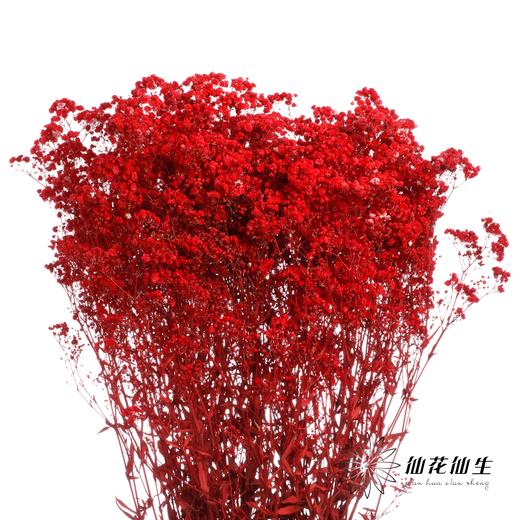 干花 | 满天星红 商品图3