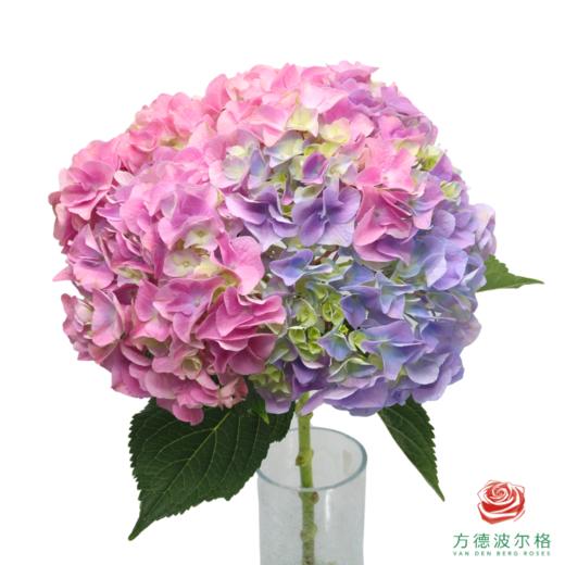 市场绣球 马卡龙 商品图1