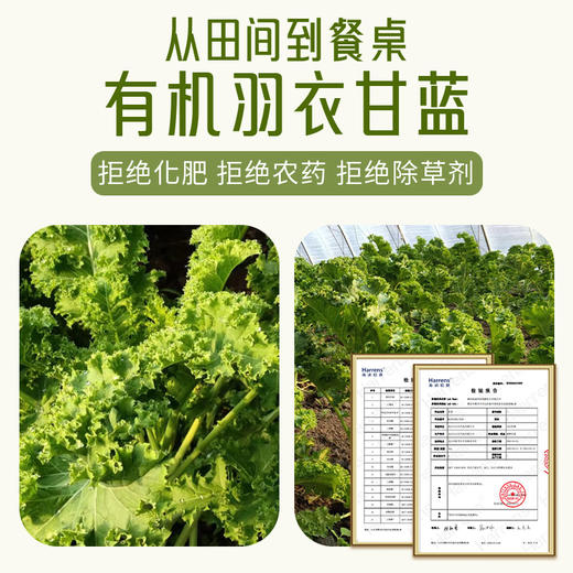 【包邮】生态羽衣甘蓝水饺 | 皮馅儿比1：1 | 农场自产 | * Ecological Kale Dumplings 商品图2