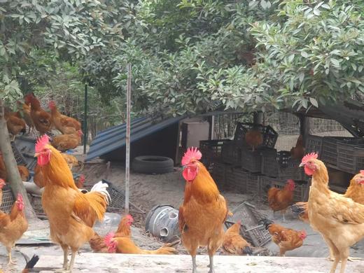 老家有地林下跑步鸡初生蛋（360枚/箱 )27g-30g/枚 商品图5