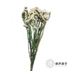 永生花材 | 勿忘我白色 商品缩略图1