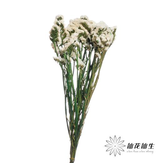 永生花材 | 勿忘我白色 商品图1