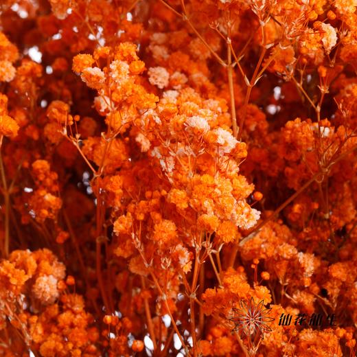 干花 | 满天星橙 商品图3