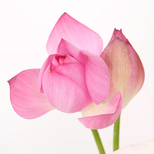 【好运“莲莲”】郧阳区安阳镇 新鲜荷花  2枝   商品图1