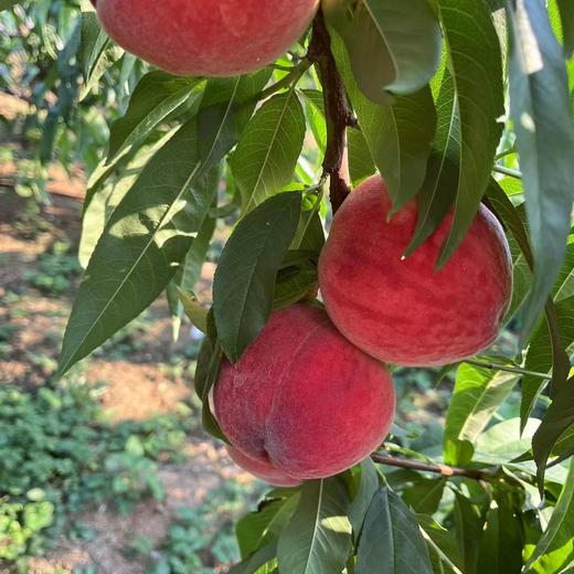 【胭脂血桃】顺丰到家 到货常温放置  肉质逐渐转红 小品种桃子 香甜可口 颜色鲜艳 2种规格任选 商品图1
