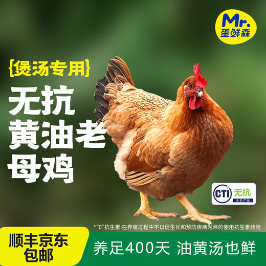 无抗黄油老母鸡 | 买二送一  99.9到手3只 ! 煲汤专用 养足400天 油黄汤也鲜 鲜鸡现杀肉质紧实 商品图3