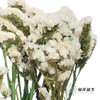 永生花材 | 勿忘我白色 商品缩略图2