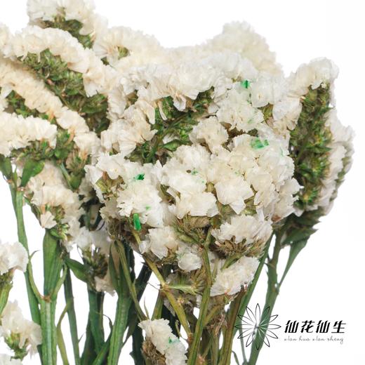 永生花材 | 勿忘我白色 商品图2