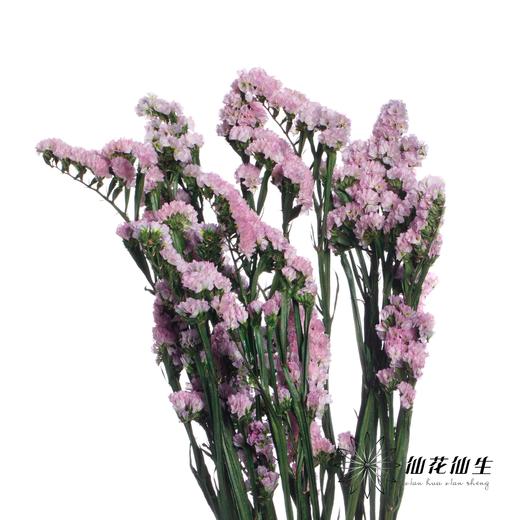 永生花材 | 勿忘我粉色 商品图2