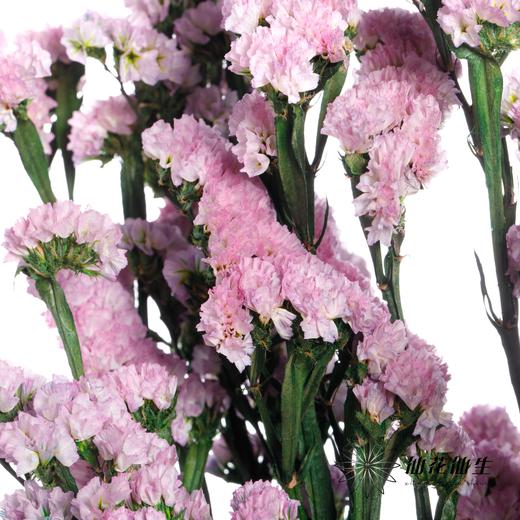 永生花材 | 勿忘我粉色 商品图3